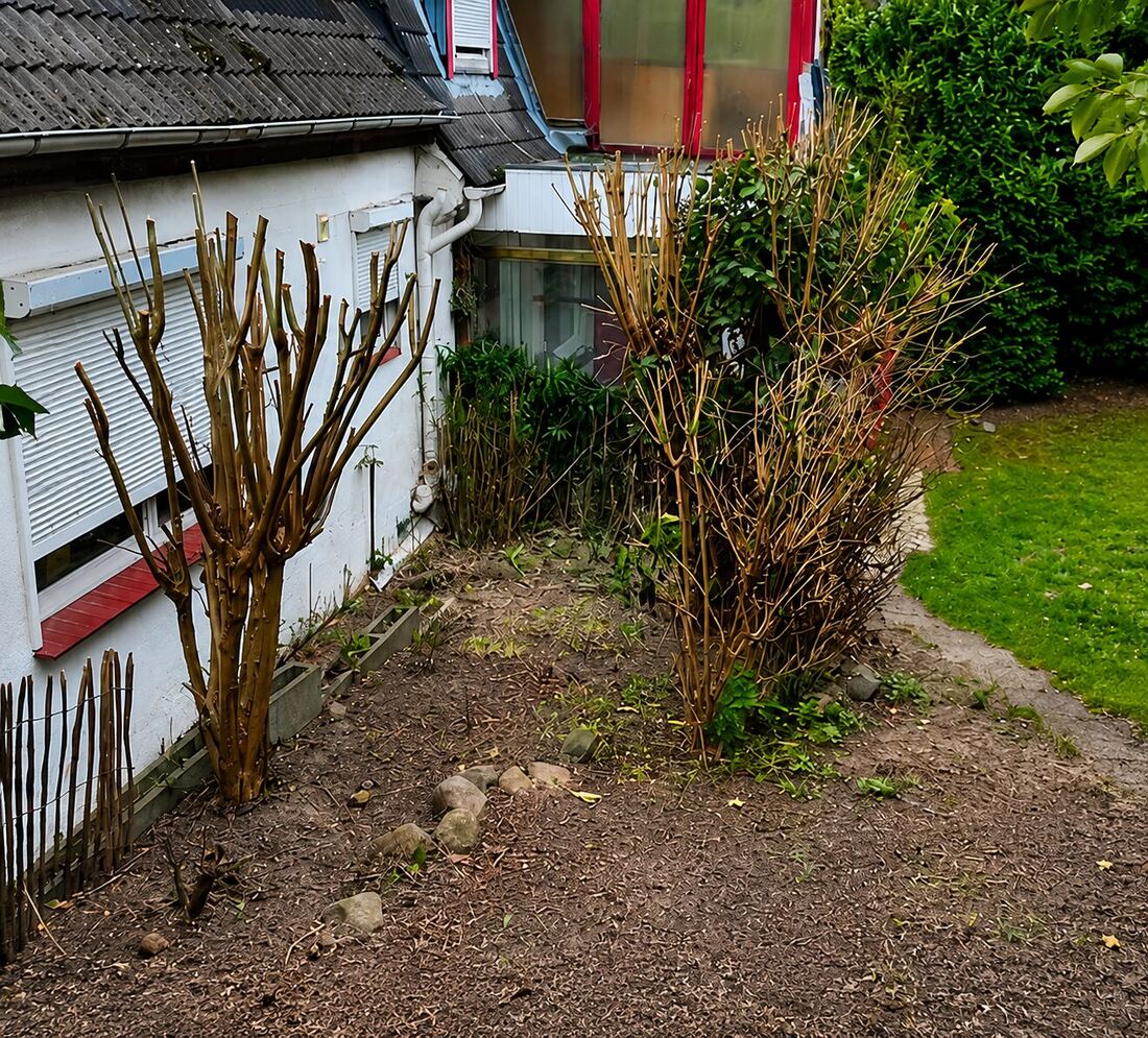 Zurückgeschnittene Bäume und Sträucher am Haus