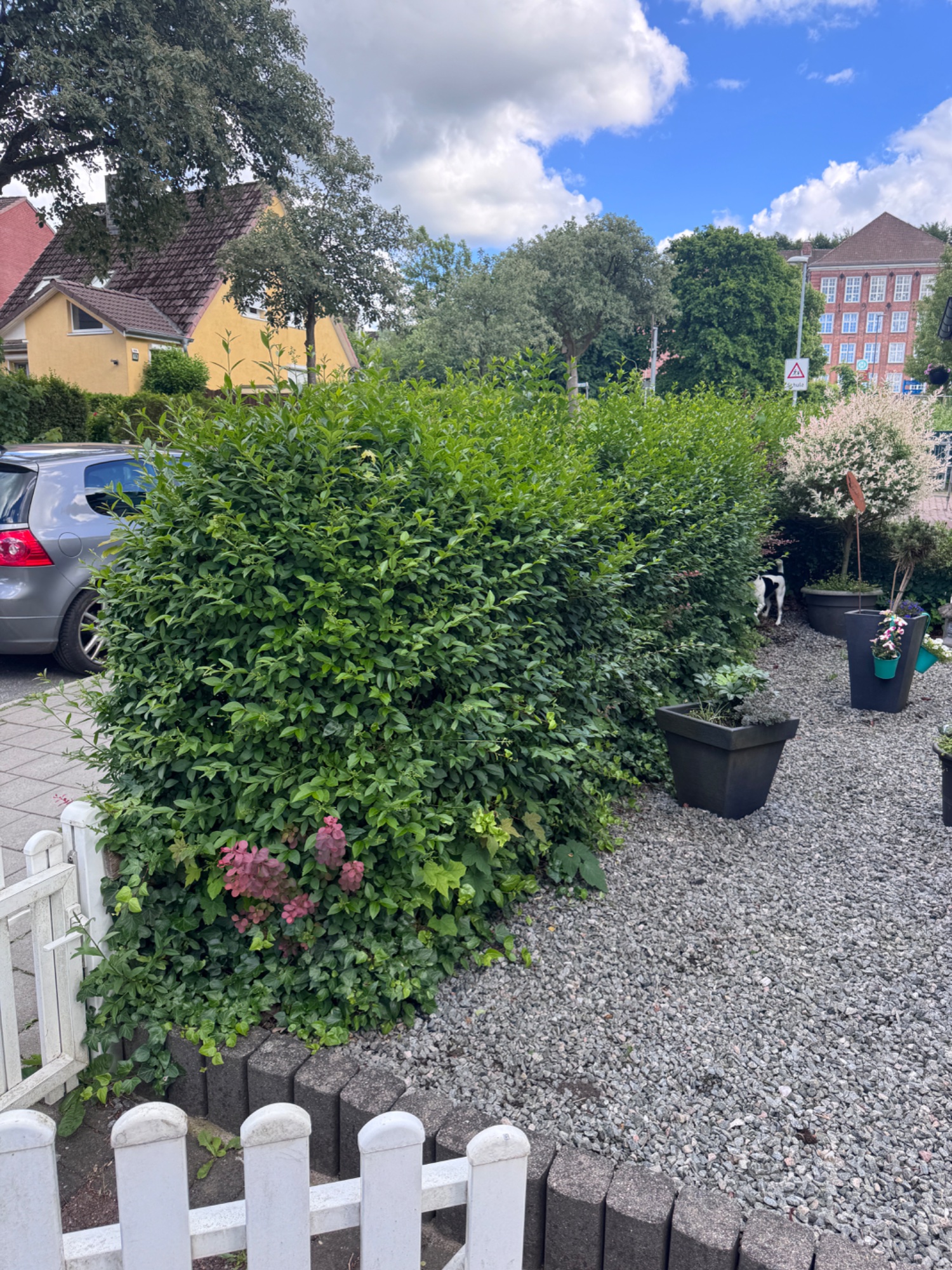 Vorher: Beschneiden ihrer Hecken